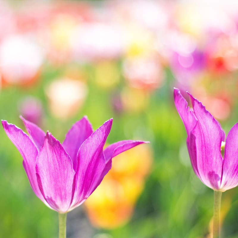 Tulpen