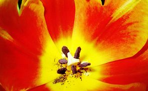 Die Blume - kostbar durch ihre Vergänglichkeit, wie das Leben selbst